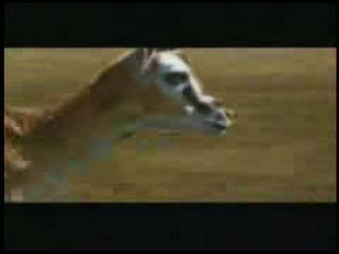 Il leone  e la gazzella