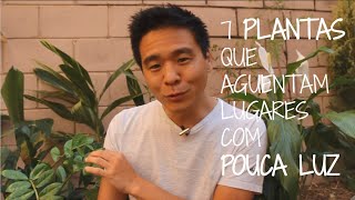 7 PLANTAS que suportam locais com POUCA LUZ 7 PLANTAS que suportam locais com POUCA LUZ