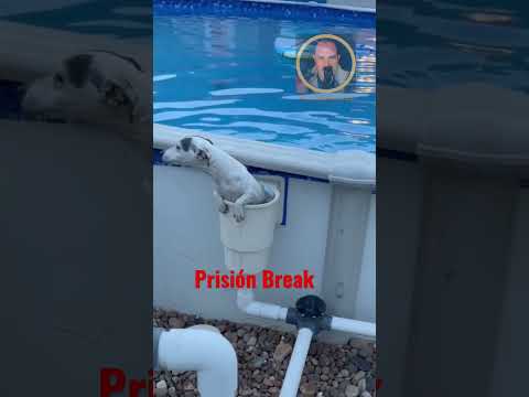 Un perro a la fuga del calor.Perro escapista.Perro en la piscina#shorts #reels #tiktok #perro