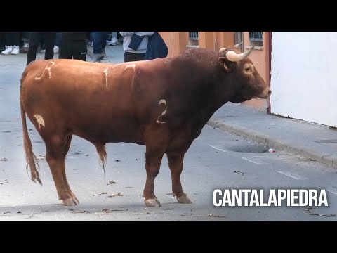 Cantalapiedra 2025 Toro del Cajón