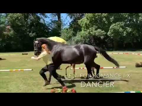 HF v For Romance I OLD x Dancier