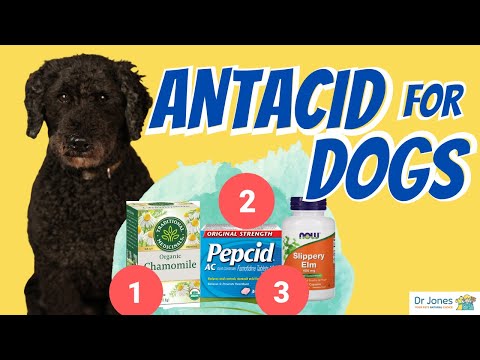 Acid Reflux in Dogs