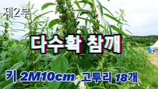 [참깨 재배 2부] 300평당 150kg 예상 ㆍ이렇게 해보니