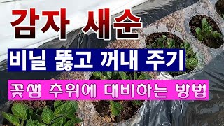 [텃밭농부. 1,377]  봄감자 새순. 비닐 뚫고 꺼내 주는 방법 #감자재배
