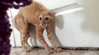 Приколы над кошками