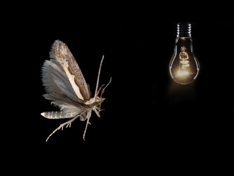 What Happens to Moths