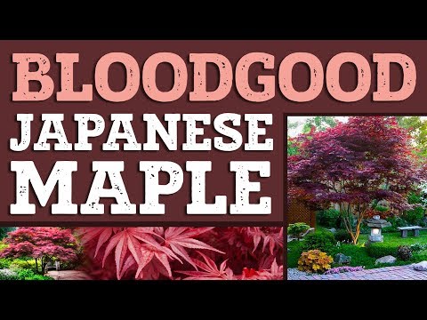 Bloodgood Japanese Maple | Bloodgood Japanese Maple for Sale | PlantingTree™