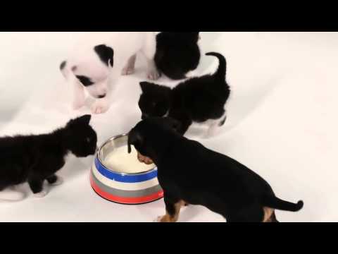 Gatitos conocen perritos