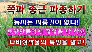 [텃밭농부 2,037]  가장 재배기간이 긴 작물 쪽파의 종구를 파종하는 방법. #쪽파재배