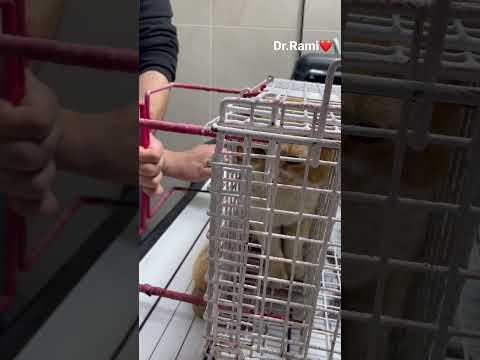 How to deal with angry cat and ferocious cat 🐈 part 8