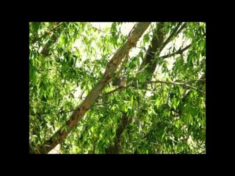 atardecer campero , carlos marchesini