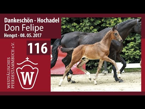 116 Don Felipe  Hengst v. Dankeschön -  Hochadel