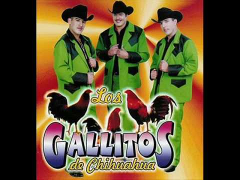 Los Gallitos de Chihuahua - O ME VOY O TE VAS