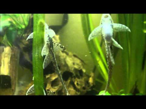 Tarło Sturisom Auruem / Breeding Sturisoma Aureum