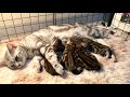 Mama Cat Breastfeeding Newborn Kittens