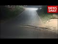 Biggest Snake At Veling Junction Ajgar On Road