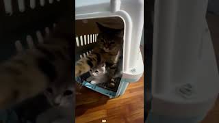 可愛い猫ちゃんの動画集 part 3 #猫 #猫動画 #猫動画 #cat