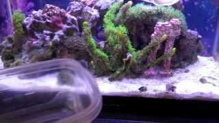 How to setup a Pico Reef Tank - Fluval SPEC 3 - Trimming GSP