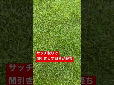 秋の芝生のメンテナンス: 芝生を傷める 7 つの間違いとその回避方法  庭園