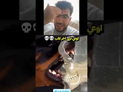اوعي تربي اخر كلب 💀💀