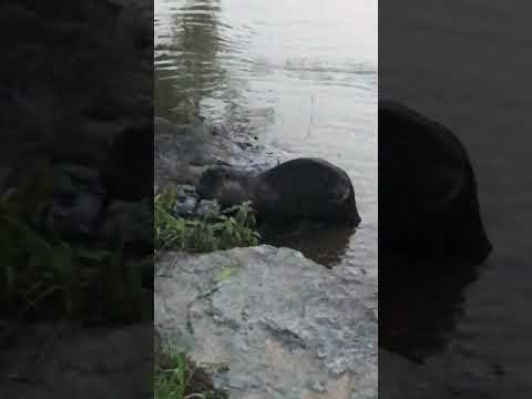 , title : '런닝 중 만난 수달이, 물고기를 먹다. (Meeting otter in running, and fish mukbang)'