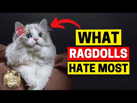 20 Things Ragdoll Cats Absolutely Hate—How to Keep Them Happy!