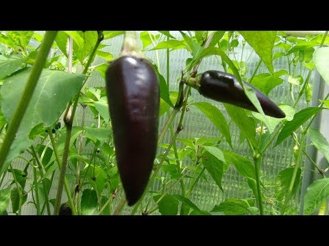 ⟹ Hungarian Black Pepper | Capsicum annuum | Pod Review