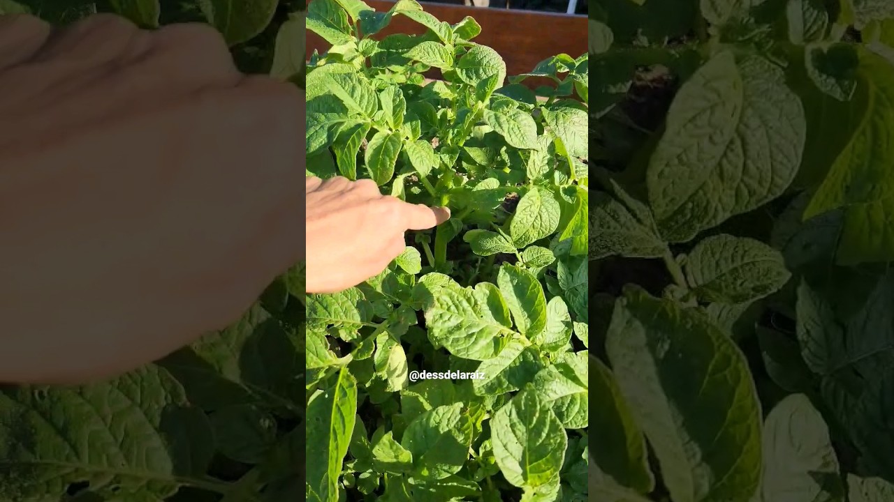 Potato plant in the garden 🌿 #garden #gardens #gardenathome