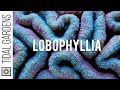 The Lobed Brain Coral - Lobophyllia Care Tips