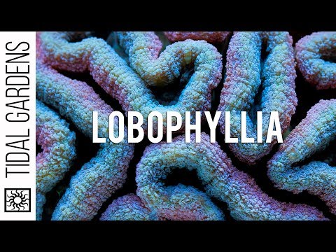 download lagu mp3 mp4 Brain Coral, download lagu Brain Coral gratis, unduh video klip Download Brain Coral Mp3 dan Mp4 Youtube Gratis