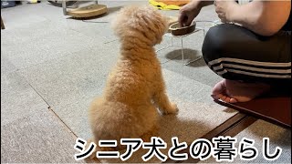 中年共働き夫婦とシニア犬の素朴な暮らし　トイプードル／パート主婦