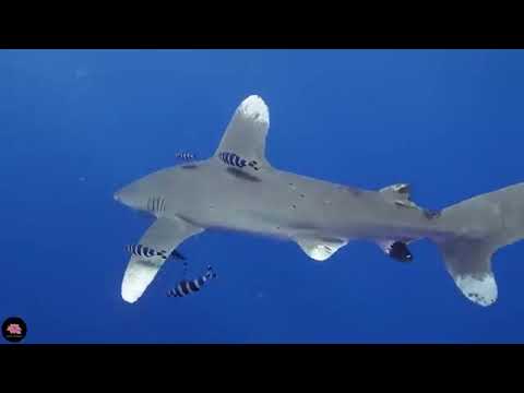 Музыка для снятия стресса, подводные чудеса🍀 красочная морская жизнь и коралловые рифы !!!