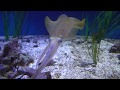 Feeding Time For The Squid