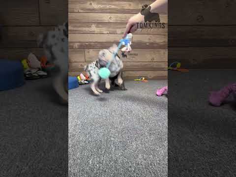 Video 5