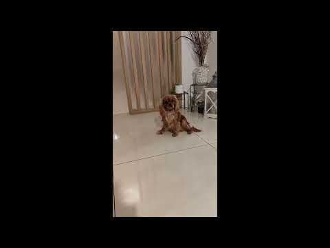 Perros Cavalier King Charles Spaniel en venta