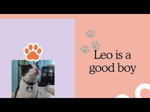 How to properly care for cats 2024 | Meet my pets | Tabassum's World