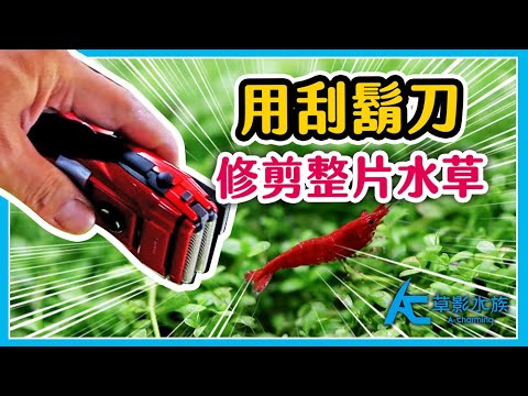 Ac草影 免運費 Ada 不銹鋼彈簧直剪 直剪 15cm 一支 不鏽鋼水草剪剪刀 露天拍賣