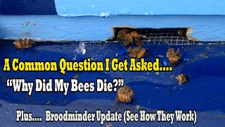 A Common Question I Get Asked...."Why Did My Bees Die?" Plus See How The Broodminder Is Working