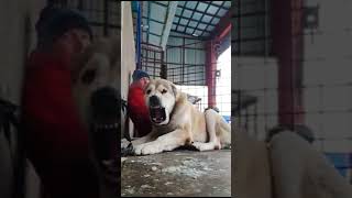 What A Beast-Alabai Dog-Central Asian Shepherd #shorts
