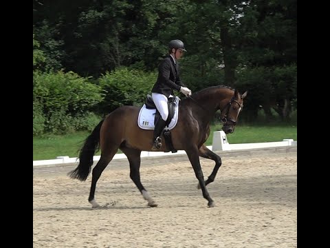 Bernay - Levisonn, mecklenburger, mare  * 2018 for sale