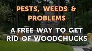 A Free Way to Get Rid of Woodchucks