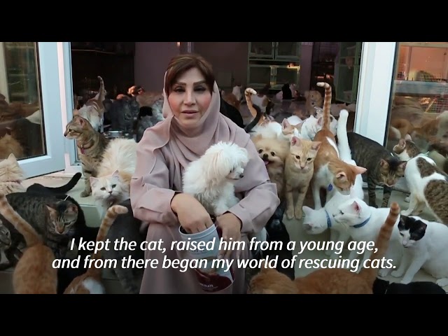 Omani woman juggles 500 cats, 12 dogs