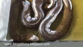 preview picture of video 'Las Anacondas del Serpentario - Iquitos, Perú'