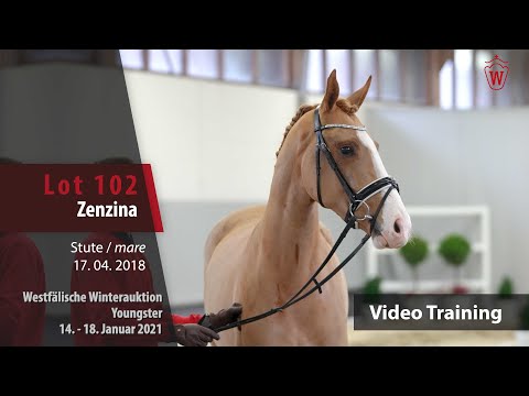 Winterauktion Trainingsvideo Youngster Lot 102 Zenzina Stute v. Zoom - Bordeaux