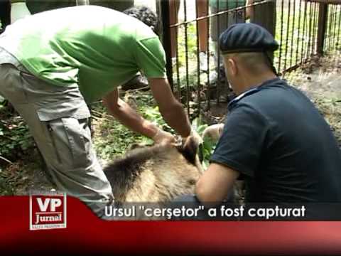 Ursul”cerşetor” a fost capturat