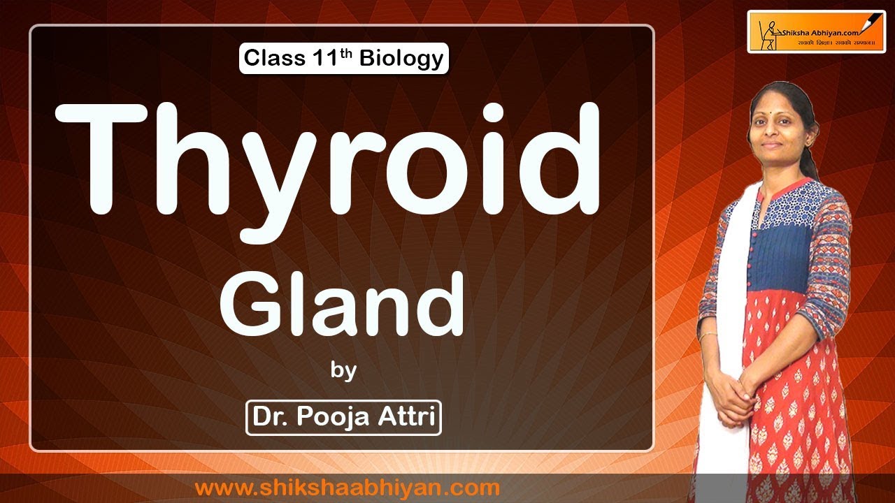 Chemical Coordination and Integration ( Thyroid Gland ) - #CBSE Class 11 Biology