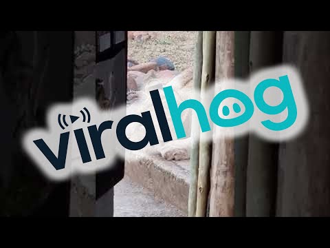 image-What do lions in front of house mean?