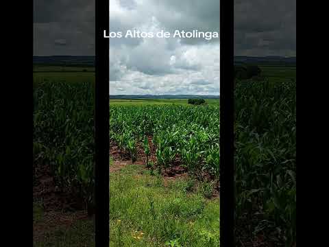 los tiempos de Dios son perfectos campo mexicano vida de rancho El Durazno Atolinga milpa elotes
