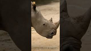 White Rhino Sounds (The Deep Breathing of a Giant)