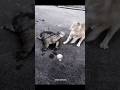 cat reflexes speed